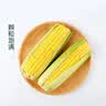 【火锅季】黄粒甜玉米约850g 实拍图