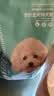 凯锐思中小型犬狗粮 成犬鲜肉肠胃宠物通用泰迪比熊小狗粮 【助益免疫】营养牛肉4斤 实拍图