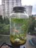 哈洁宝微景观生物生态瓶观赏小鱼diy科学作业免换水造景材料活动礼物 水星瓶黄金砂（小鱼款） 实拍图
