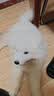 腆宠狗围栏狗栅栏室内宠物围栏狗笼子大型犬中型犬小型犬狗窝猫咪护栏 实拍图
