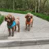 疯狂小狗狗粮小型犬幼犬成犬比熊柯基泰迪肉粒双拼粮去泪痕5kg10斤 实拍图