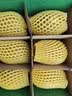 佳沛（zespri）新西兰阳光金奇异果6粒装88-103g猕猴桃水果水果礼盒 实拍图