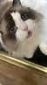 皇家猫粮 布偶成猫粮 RA32 通用粮 12月以上 10KG 实拍图