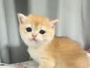 麦富迪猫粮 barf霸弗天然猫粮冻干生骨肉高蛋白成猫粮养胃增肌牛肉5.4kg 实拍图