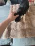 HELLOJOY猫窝垫子猫毯子冬季睡觉用宠物猫咪毛毯保暖狗窝冬日加厚兔绒睡垫 实拍图