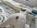 澳贝（auby）婴幼儿玩具小兔安抚巾宝宝哄睡神器阿贝贝新生儿玩偶毛绒手偶礼物 实拍图