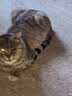 伟嘉猫粮成猫全价猫粮亮毛蓝猫均衡营养10kg海洋鱼夹心粮【原料透明】 实拍图
