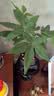 水培植物铁树小盆栽办公室内微景观桌面创意好养易活绿植花卉盆景 发财树盆栽 舍得盆加底托 高度15-25cm 实拍图