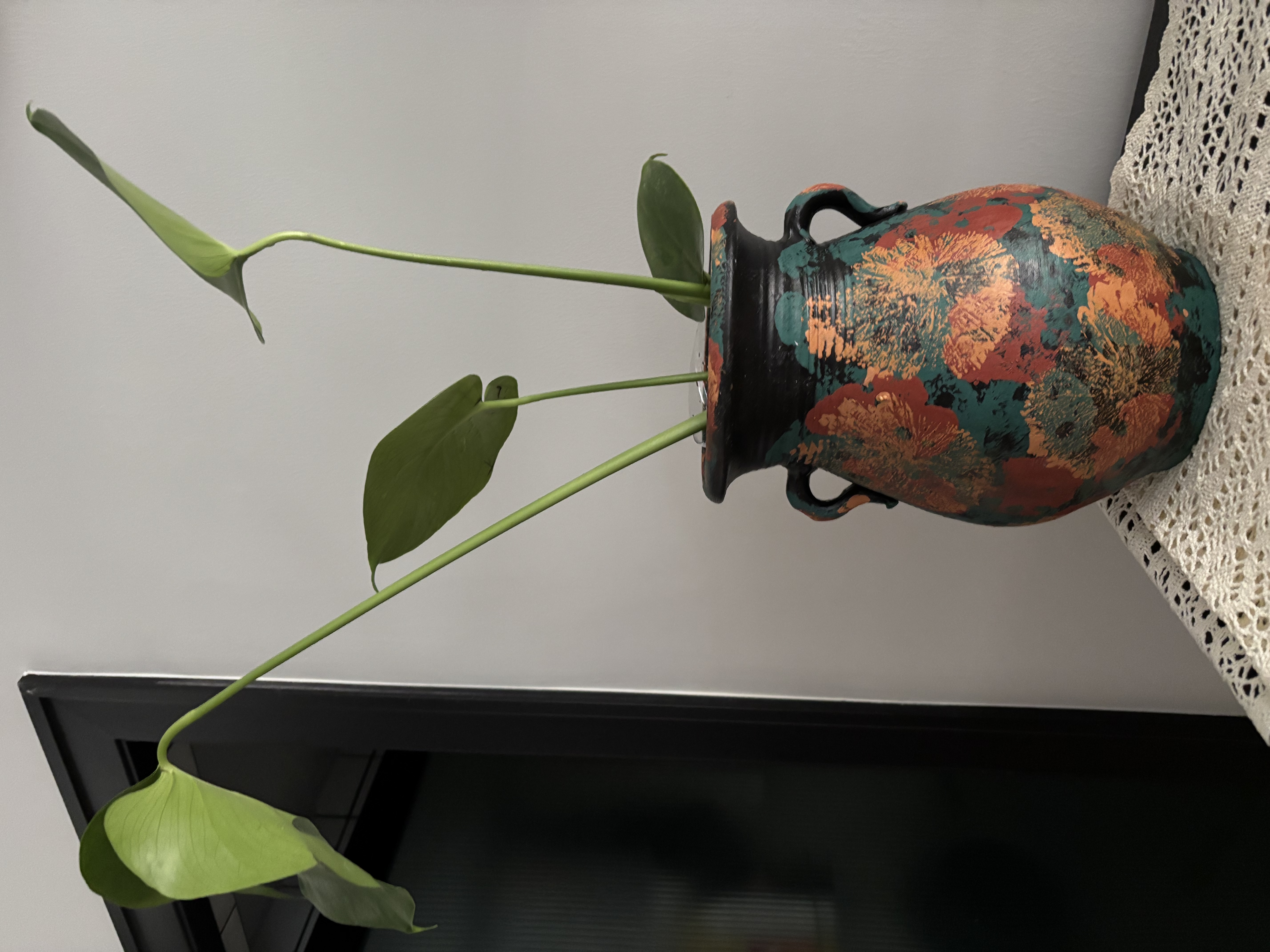 蓝桂圆龟背竹 水培室内大叶绿植桌面耐阴净化空气 40-50cm1棵源头直发 实拍图