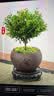八芽 小叶赤楠盆景摆件室内绿植花卉盆栽老桩客厅办公室桌面好养植物 【推荐款】小叶赤楠+舍得紫砂盆+苔藓铺面+底座 实拍图