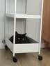 冠能猫粮成猫猫粮鸡肉味3.5kg 全价猫粮 稳固免疫 适口性强 实拍图
