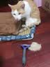 富美内特（FURminator）梳子猫咪去浮毛底绒梳开结梳猫毛梳美短英短暹罗美毛短毛猫大号 实拍图