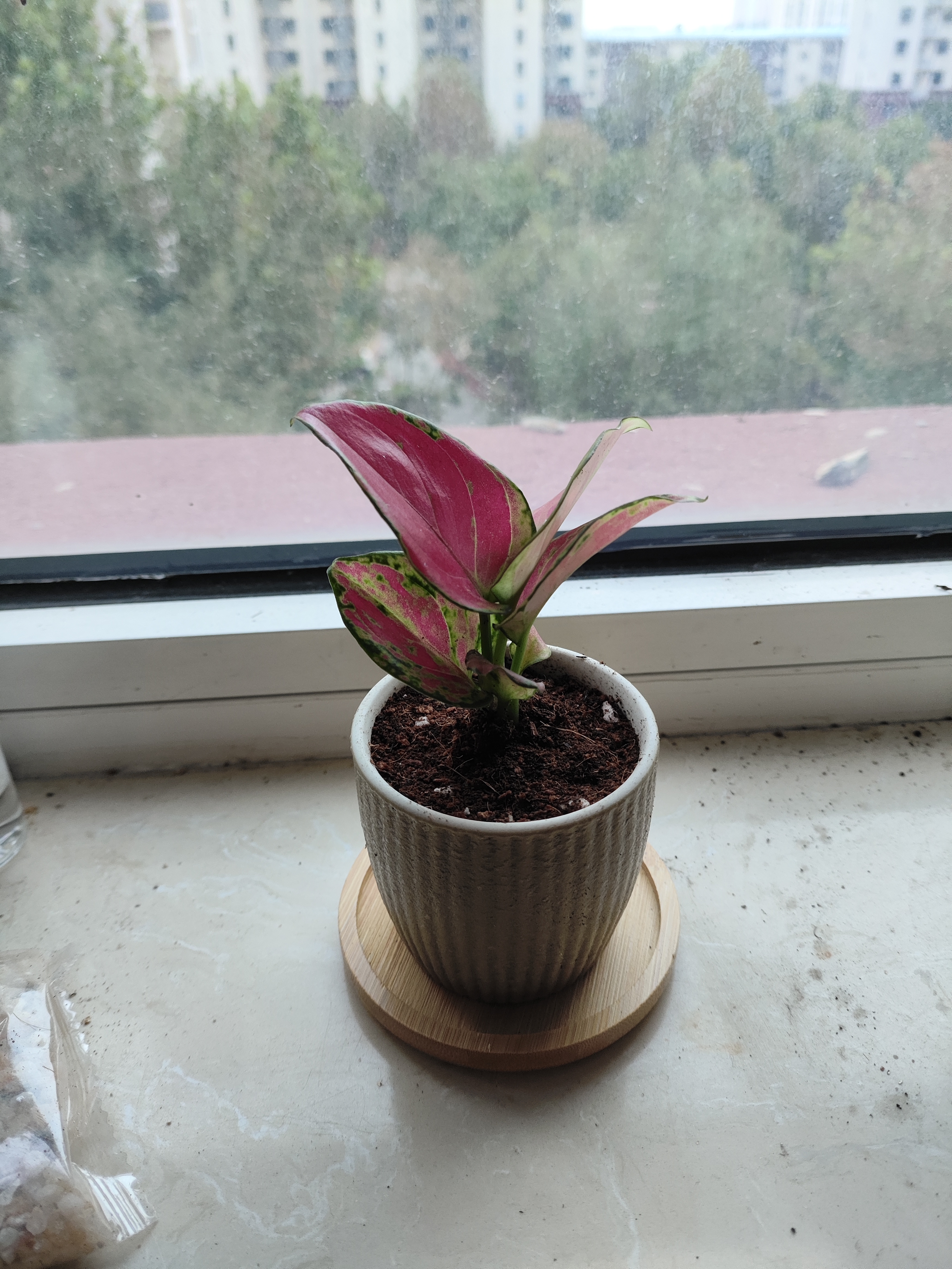 八芽如意盆栽吉利红室内好养花卉小绿植办公桌面植物盆景源头直发包邮 迷你吉利红-星徽盆-竹底托 带陶瓷盆栽好 实拍图