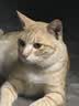 伟嘉成猫猫粮3.6kg海洋鱼味布偶夹心粮【原料透明】 实拍图