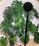 迈睿星全光谱植物补光灯仿太阳室内多肉上色绿植专用家用落地绿植生长灯 10w夹子款 实拍图
