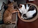 亿迪猫粮全价成猫幼猫国产蓝猫布偶流浪猫全阶段20斤羊奶低敏营养丰富 实拍图