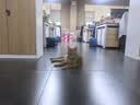 K9 Natural猫主食罐头 170g*12罐混合口味成幼猫罐头 【新西兰原装进口】 实拍图