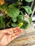 花行榜菩提树盆栽小盼菩提盆景带果中式禅意桌面摆件室内绿植物源头直发 实拍图