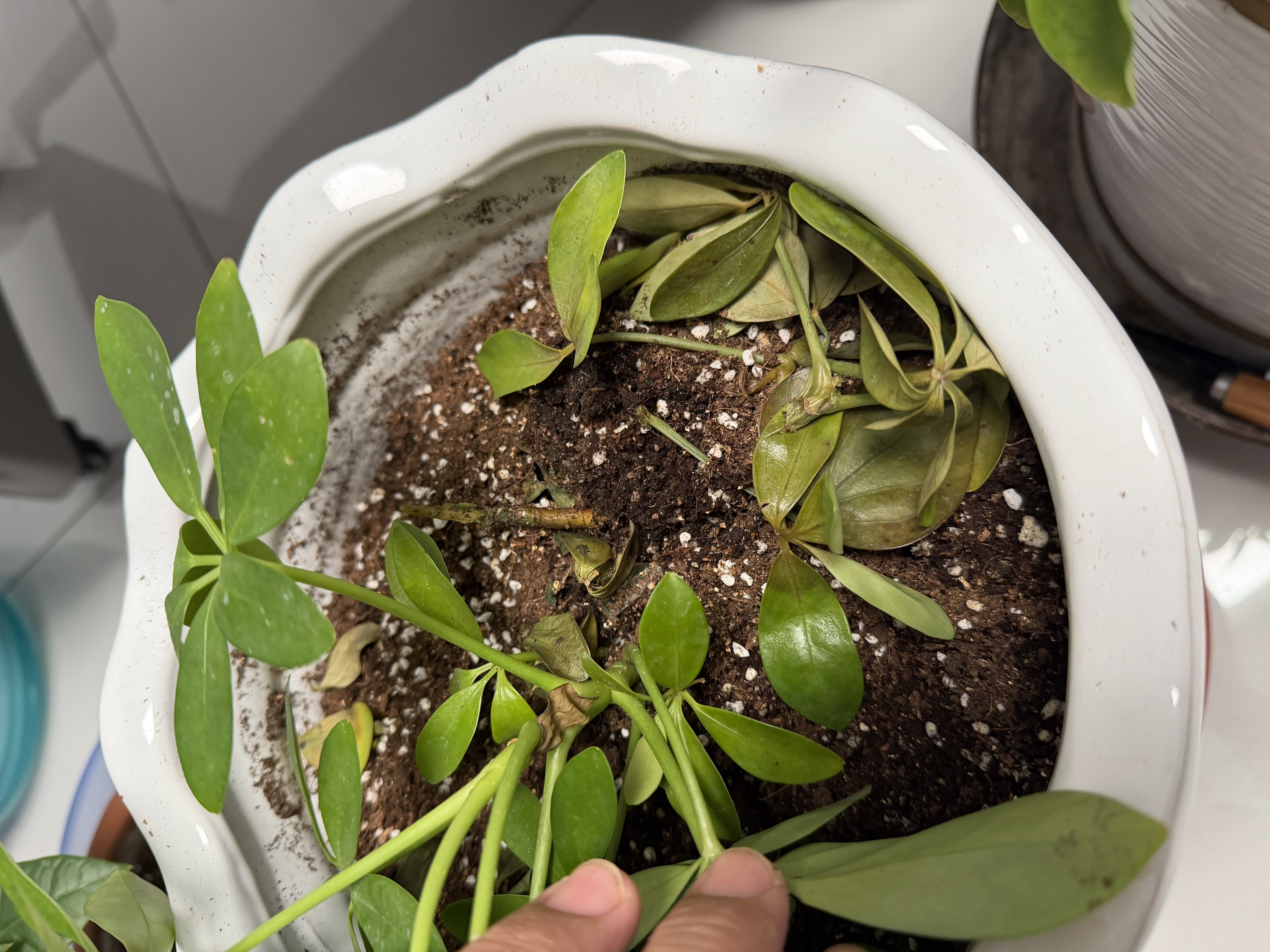 德沃多植物营养土通用40L园艺土蔬果花卉盆栽多肉种植土基质土壤 实拍图