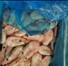 美加佳熟冻北极甜虾腹籽净重3斤 90/130规格  熟冻甜虾海鲜水产火锅聚餐 实拍图