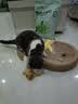 疯狂的主人猫抓板窝猫抓盆不掉屑猫窝宠物猫玩具猫爪板 实拍图