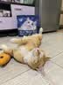 亿迪 冻干猫粮幼猫成猫全阶段布偶蓝猫布偶小包装5斤装 实拍图