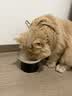 网易严选宠物零食猫零食狗零食营养湿粮包奶里奶气肉粒包 羊奶鸡肉味70g*5 实拍图