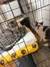 富美内特（FURminator）梳子猫咪去浮毛底绒梳开结梳猫毛梳美短英短暹罗美毛短毛猫大号 实拍图
