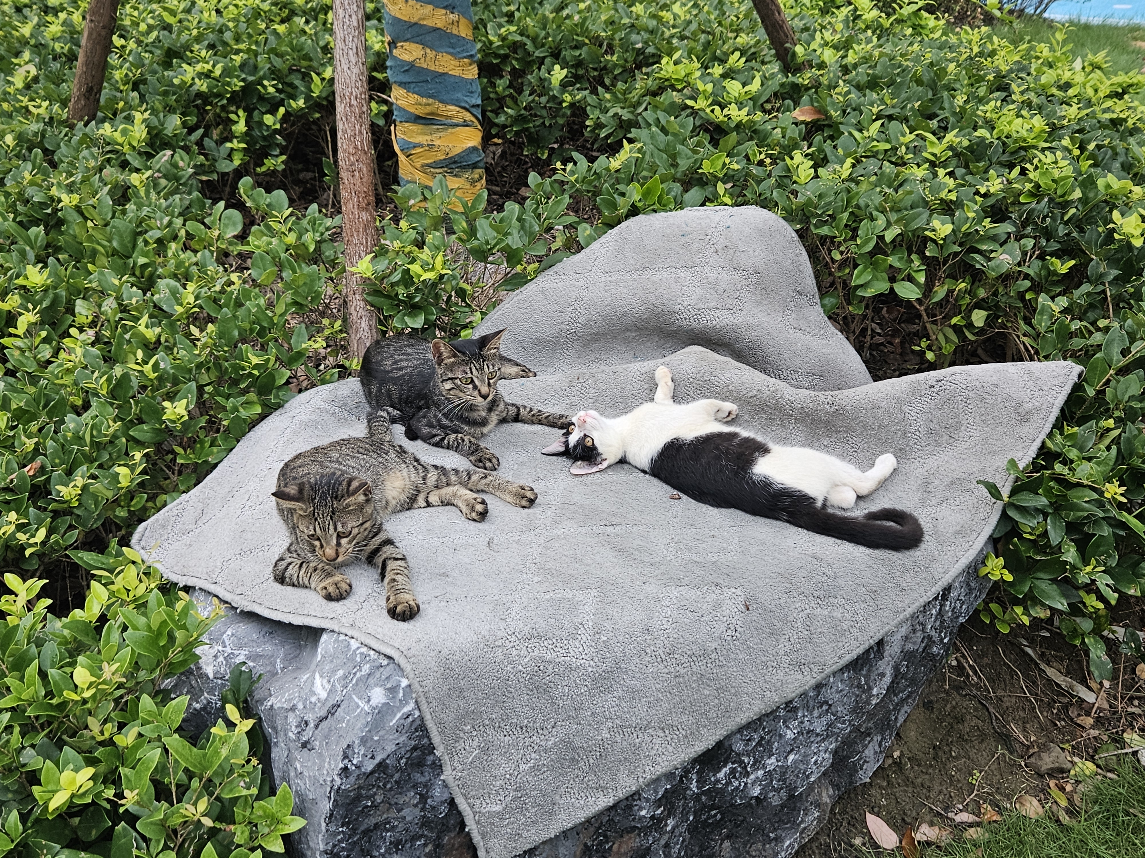 星益生趣（STELLA&CHEWY'S）进口猫粮SC冻干猫粮成猫猫粮幼猫无笼散养鸡肉猫粮 2.5lb/1.13kg 实拍图