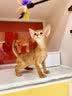 网易严选猫用薄荷饼干宠物幼猫成猫猫咪零食饼干薄荷味 95克 实拍图