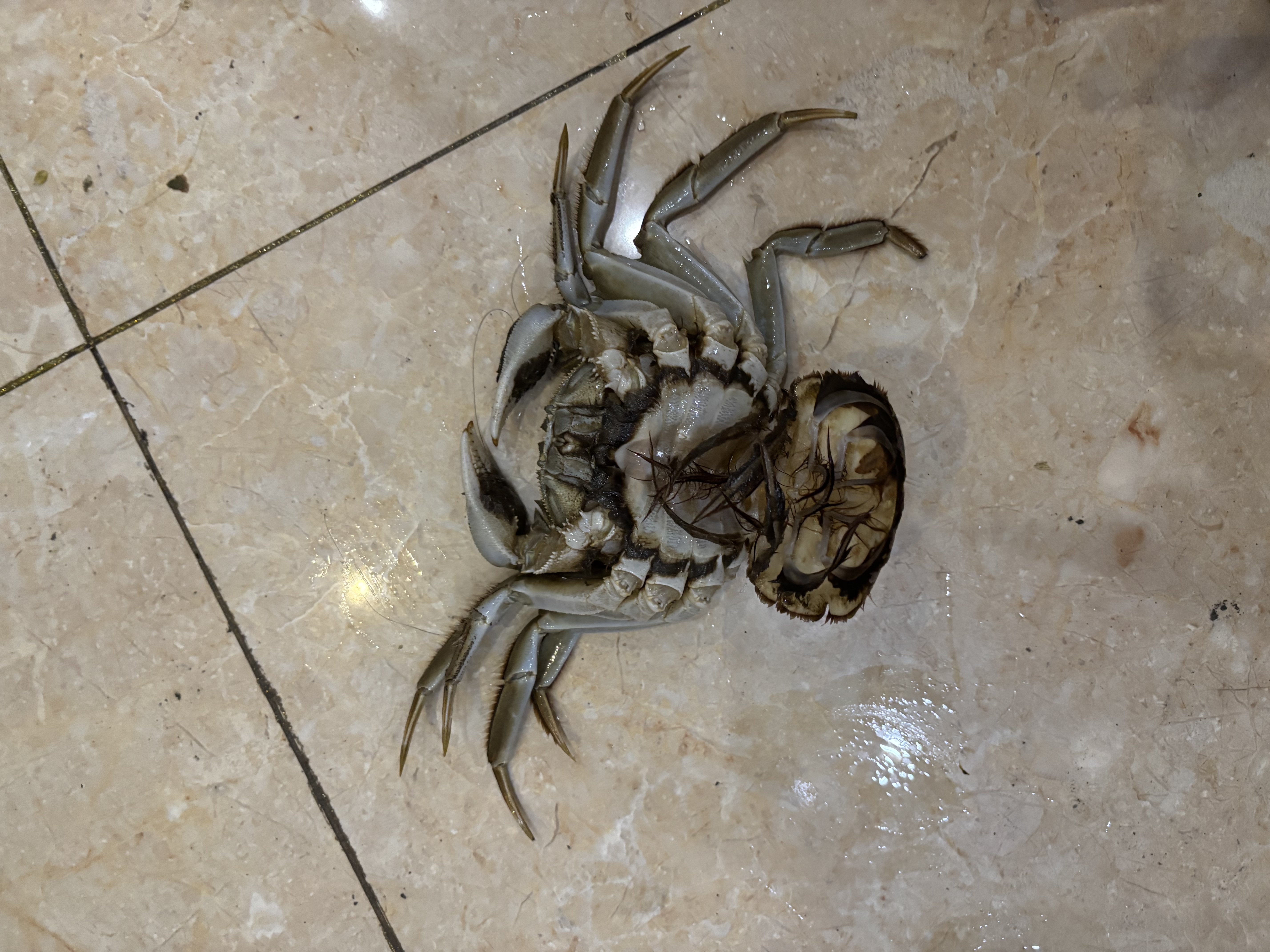 【活蟹】漁家师傅大闸蟹全母4.0-4.3两8只 去绳足重鲜活螃蟹现货生鲜水产礼盒 中秋送礼 实拍图