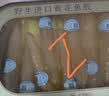 半山农 7S黄花鱼胶礼盒 野生花胶干货筒长辈父母营养滋补品高档送礼100g 实拍图