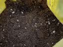 史丹利花土营养土6L 养花通用型多肉兰花专用种菜种花家用泥炭土壤种植 实拍图