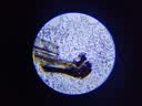 名遇显微镜小学初中生专用科学实验教材同步可看细菌精子高清生物中考专用生日礼物 实拍图