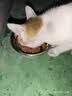 力狼（LILANG）宠物猫粮幼猫成猫零食猫湿粮猫咪猫罐头 金枪鱼+银鱼170g*12罐 实拍图