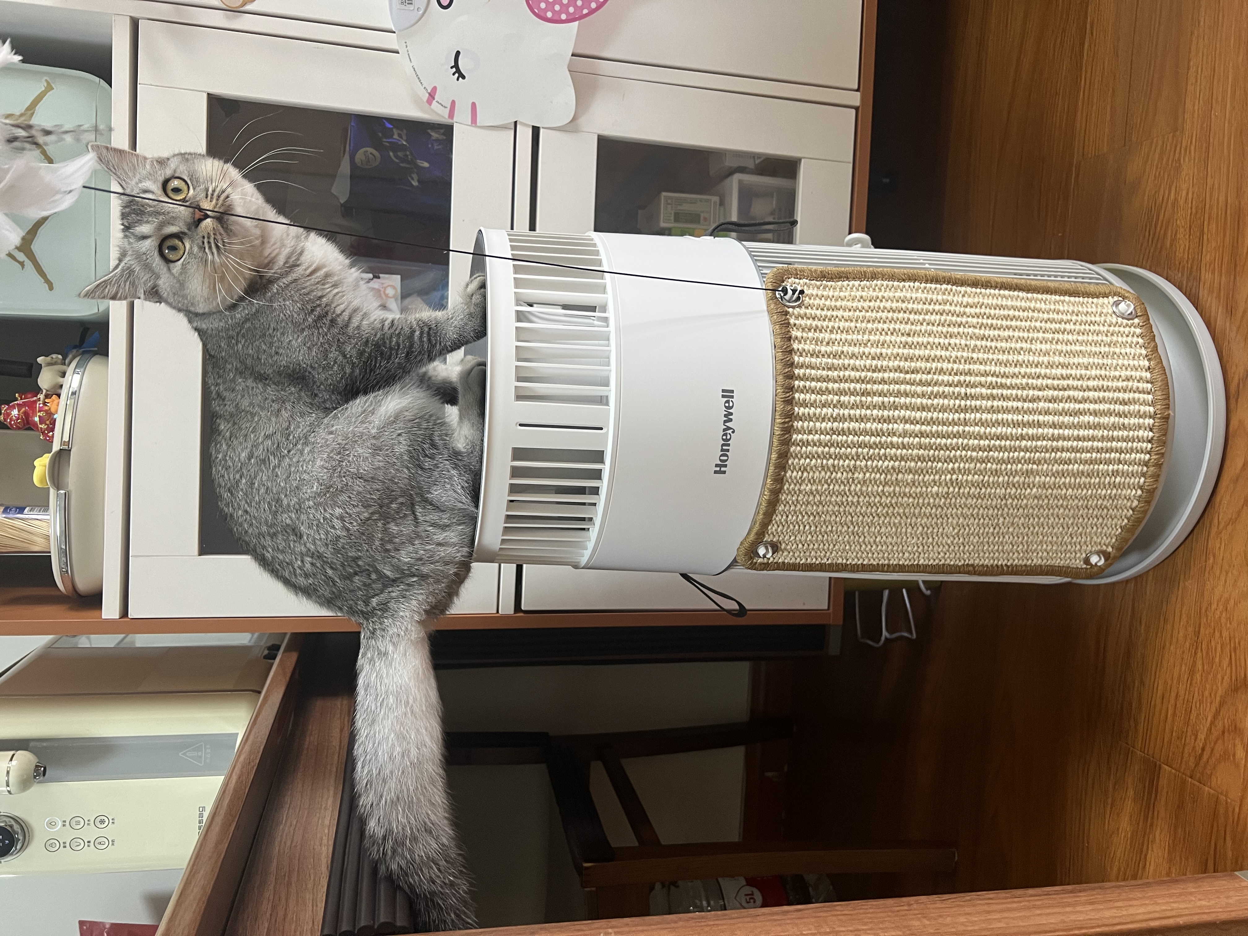 霍尼韦尔（Honeywell）宠物空气净化器吸猫毛除过敏源猫猫搭子 猫毛净化器杀菌消毒除异味KJ360F-C22W 实拍图