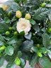 花翁栀子花盆栽四季开花卉大全树苗室内绿植好养易活茉莉花源头直发 实拍图