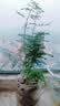 文竹盆栽绿植花卉盆景植物室内客厅水培文松云竹文竹大苗四季常青 小文竹【1颗】原盆原土球发货 高度15-25cm 实拍图