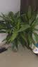【富贵竹】广州发货水培植物好养懒人节节高供佛办公室内礼物七夕 富贵竹70cm10支 实拍图