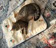 HELLOJOY宠物电热毯防水恒温加热垫狗窝猫窝专用冬天窝猫咪狗狗保暖电褥子 实拍图
