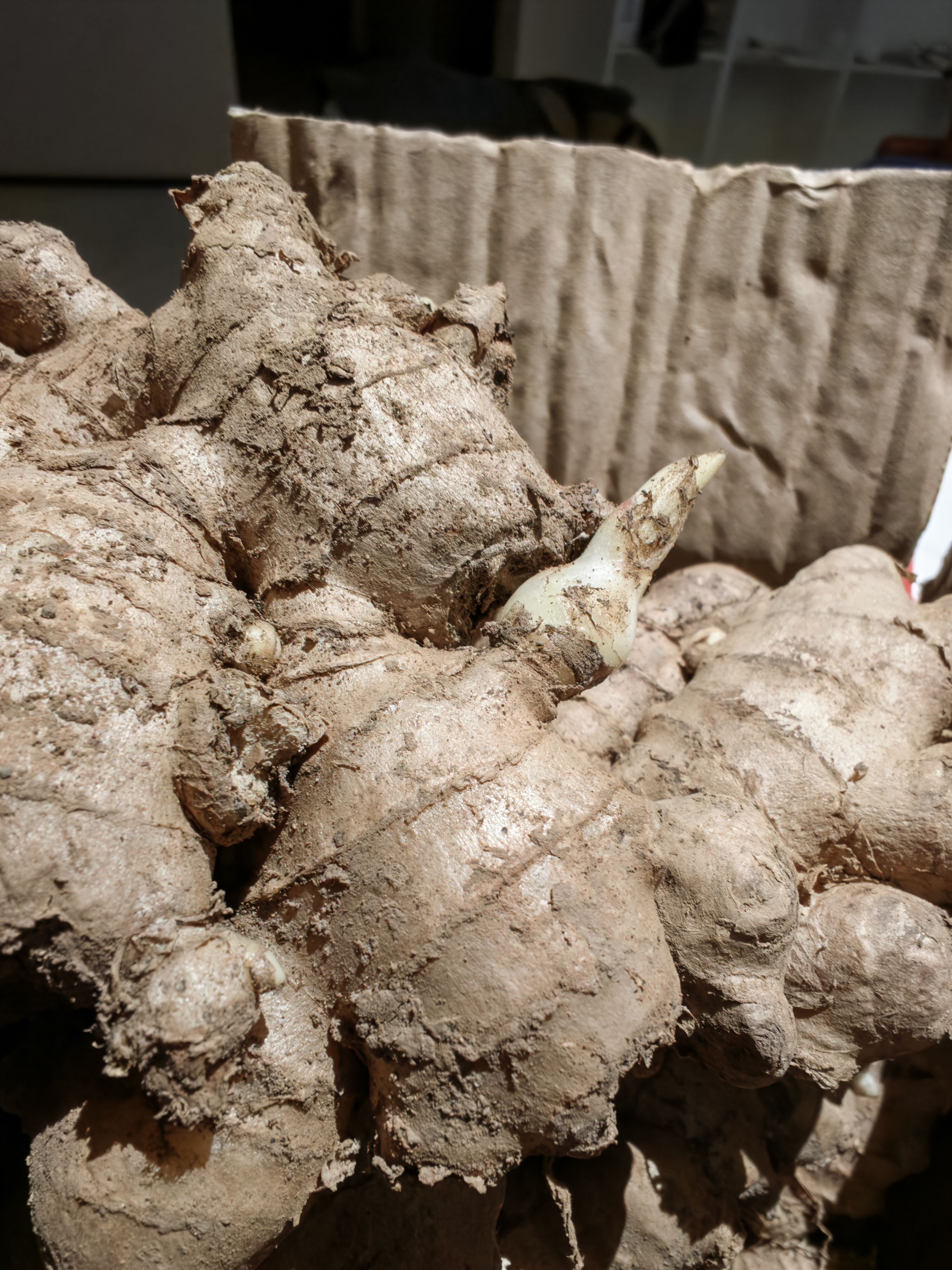 京鲜生云南小黄姜 净重5斤 新姜生姜 新鲜现挖 单果 30g+源头直发包邮 实拍图