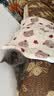 光多拉猫垫狗垫子60*40cm草莓小熊宠物猫窝睡垫四季猫咪北极绒棉毯子 实拍图
