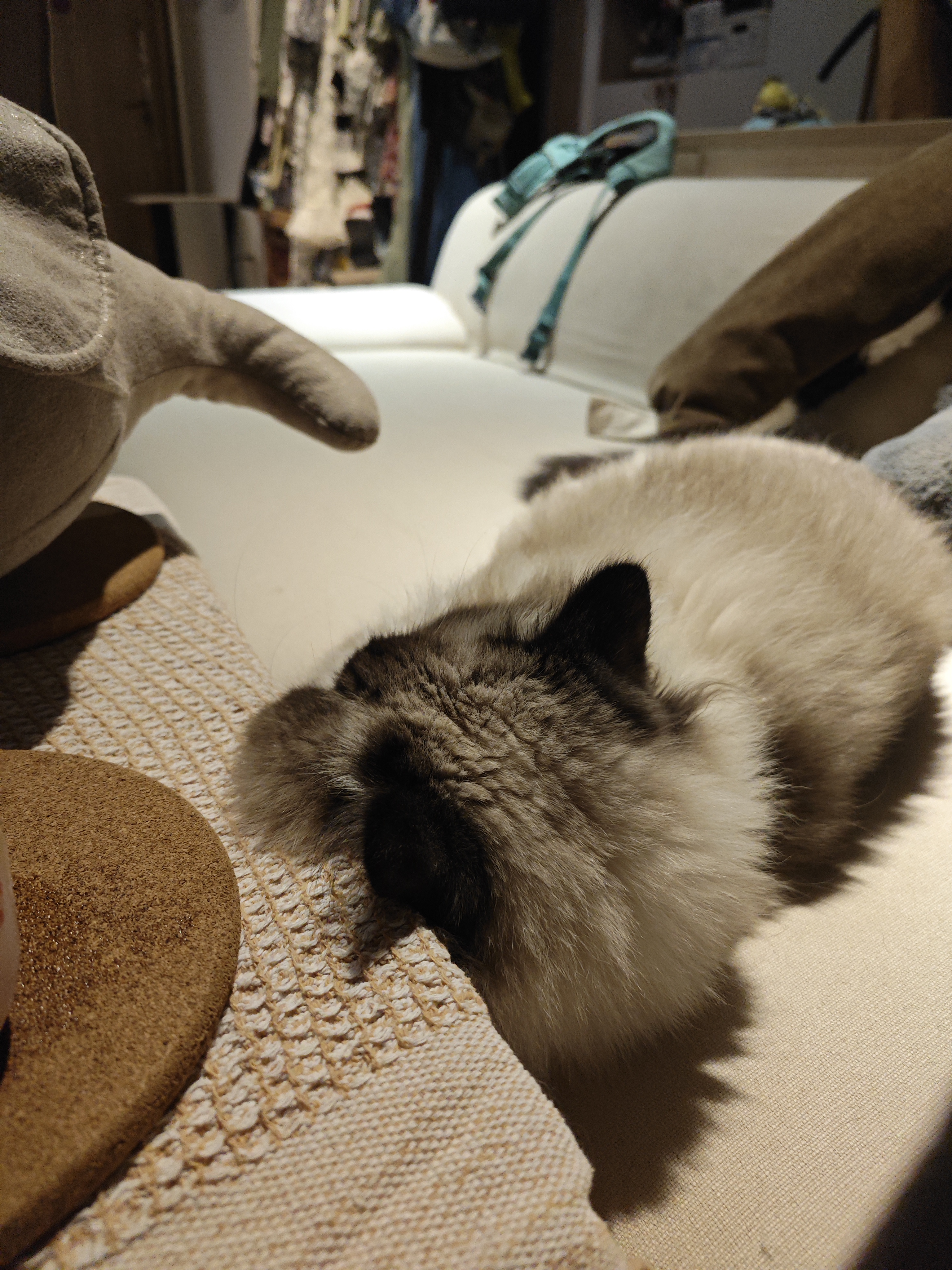 京东京造 冻干猫咪零食6种鱼300g 三文鱼金枪鱼鳕鱼猫零食狗狗 实拍图