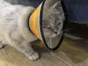 欢宠网伊丽莎白圈猫宠物狗猫咪狗狗绝育软项圈头套脖套防舔防咬脖圈幼猫 实拍图