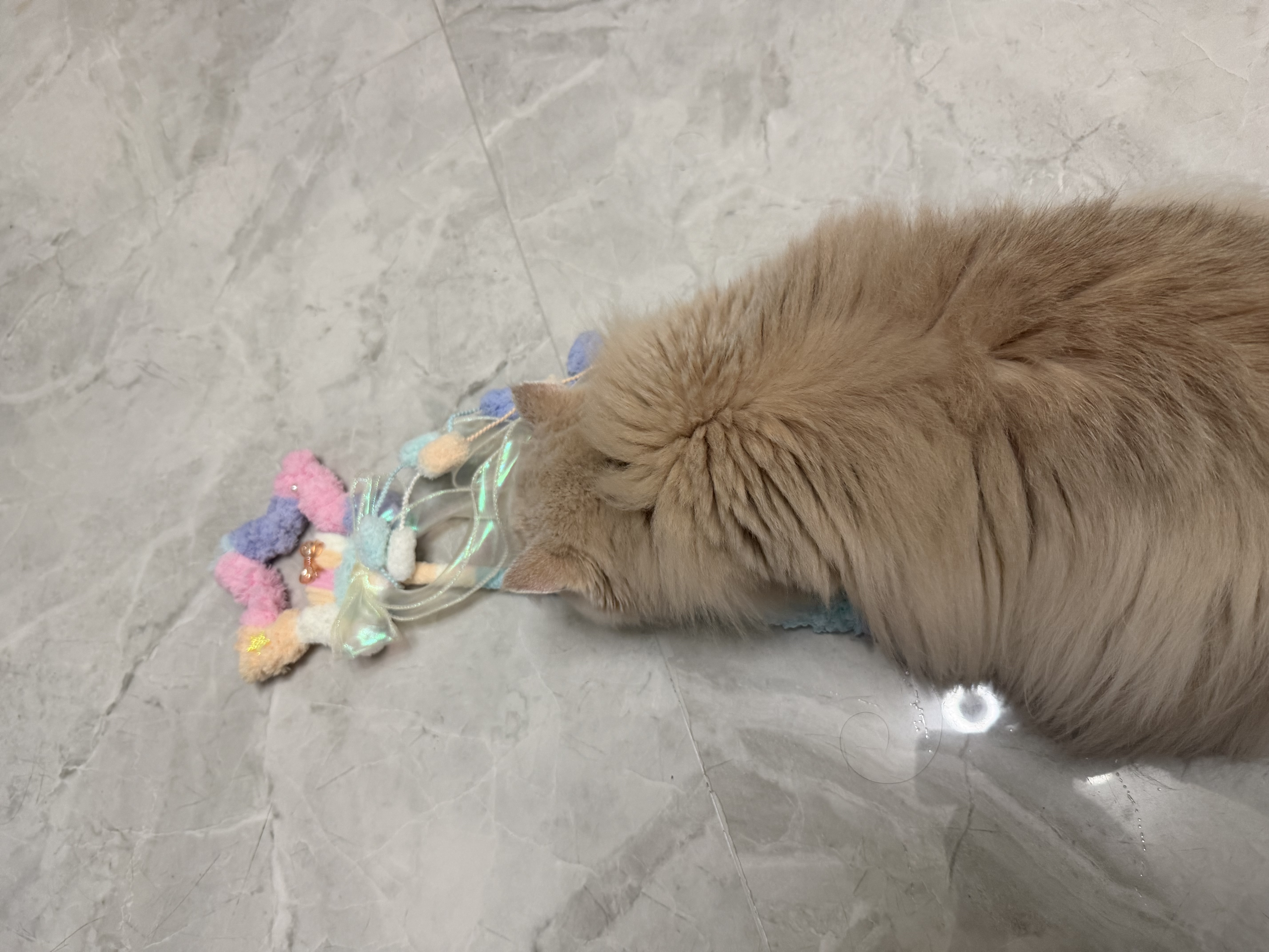 许翠花猫玩具猫咪逗猫棒星星造型发声逗猫棒长杆53cm 实拍图