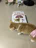 皇家猫粮 成猫猫粮 营养均衡 F32 通用粮 1-7岁 4.5KG【宠物金选】 实拍图