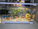 阔庭（KUOTING）缸水族箱生态桌面鱼缸新款懒人鱼缸生态造景过滤制氧一体机白色 实拍图
