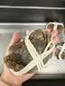 【活蟹】漁家师傅大闸蟹公3.5-3.8两母2.5-2.8两4对8只鲜活螃蟹现货生鲜礼盒中秋送礼 实拍图