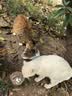 伯纳天纯经典系列通用蓝猫金渐层美短成猫猫粮毛球管理10kg/20斤 实拍图