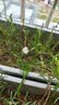花沃里营养土通用型12L 花土种植土种菜土兰花多肉土泥炭土椰砖有机土壤 实拍图